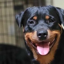 Kiana - Rottweiler