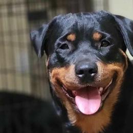 Kiana - Rottweiler