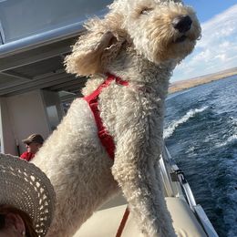 Goldendoodle All Grown Up from Doo a Little Doodle