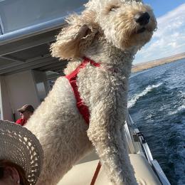 Goldendoodle All Grown Up from Doo a Little Doodle