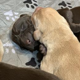 North - Chocolate male Labrador Retriever puppy in Bandera, Texas from The Sugar & Spice Ranch Labrador Retrievers