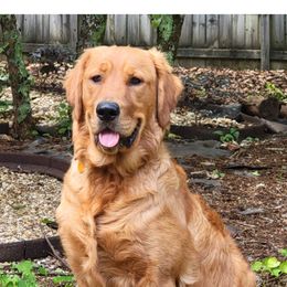 Baxter - Golden Retriever