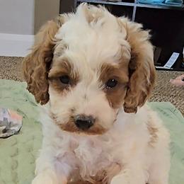 Charlie - Blenheim male Cavapoo puppy in Blackfoot, Idaho from Rocky Desert Goldens and Cavaliers