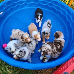 Australian Shepherd Puppies from Aus Cal (Aussies of SoCal)