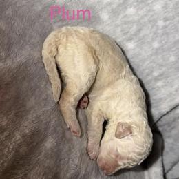 Plum - Cream female Goldendoodle puppy in Richmond, Texas from Harper’s Heartbeats