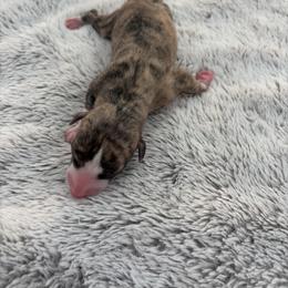 Nova - Fawn brindle female Whippet puppy in Fort Myers, Florida from Rainbow Whippets