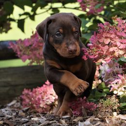 Doberman Pinscher Puppies from Laurel Vail