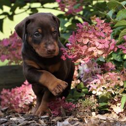 Doberman Pinscher Puppies from Laurel Vail
