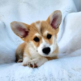 Ruby - Red female Pembroke Welsh Corgi puppy in Cleveland, Tennessee from Sunnyhill Corgis