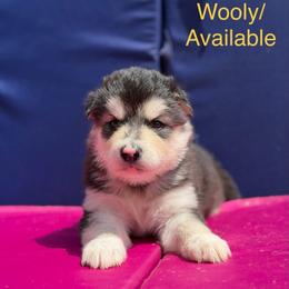 Girl 3 - Seal and white female Alaskan Malamute puppy in Rensselaer, Indiana from Moot Manor Malamutes