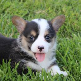 Pembroke Welsh Corgis from Rafter M Corgis