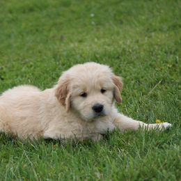 Golden Retriever Puppies from OPK GOLDENS