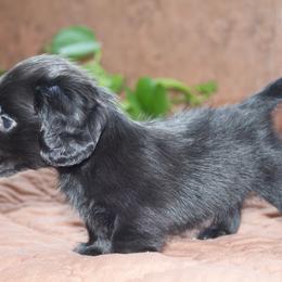 Zoey ( solid black no white ) - Black female Dachshund puppy in Midland, Texas from The Barefield Doxies