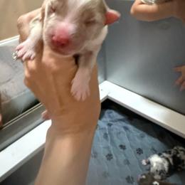 Koa - Red merle male Miniature Australian Shepherd puppy in Lacombe, Louisiana from Indigo River Aussies