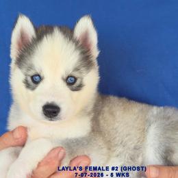LAYLA'S FEMALE 2 - Gray and white female Siberian Husky puppy in Manilla, Iowa from Bruck's Siberian Huskies