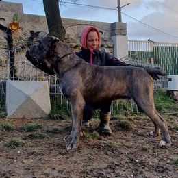 Simba - Cane Corso