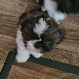 Boy 2 - Brindle male Shih Tzu puppy in Little Falls, Minnesota from Tough Shih