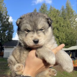 Capita - Agouti and white female Siberian Husky puppy in Everett, Washington from Addison Grove Huskies