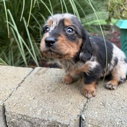Max - Dapple male Dachshund puppy in Oregon from Bailey’s Dachshunds