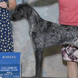 German Shorthaired Pointers and Miniature American Shepherds from Bear River Mini American Shepherds