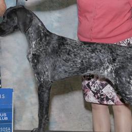 German Shorthaired Pointers and Miniature American Shepherds from Bear River Mini American Shepherds