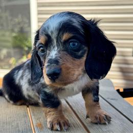 Cody - Dapple male Dachshund puppy in Aurora, Missouri from Baileys Precious Puppies