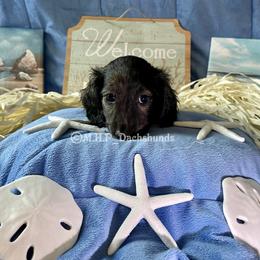 Dachshund Puppies from M.H.P Dachshunds