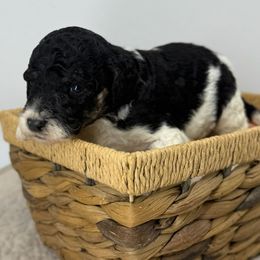 Key Lime - Black and white female Sheepadoodle puppy in Greeneville, Tennessee from Smokey Mountain Sheepadoodles
