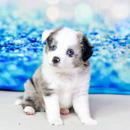 Smores:  Boy 2 - Blue merle male Miniature Australian Shepherd puppy in Orlando, Florida from iHeart Mini Aussies