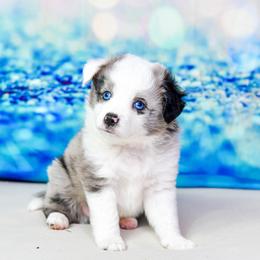 Smores:  Boy 2 - Blue merle male Miniature Australian Shepherd puppy in Orlando, Florida from iHeart Mini Aussies