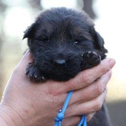 Blue Collar - Brego - Sable male German Shepherd puppy in Augusta, West Virginia from Cricket Hollow Canines