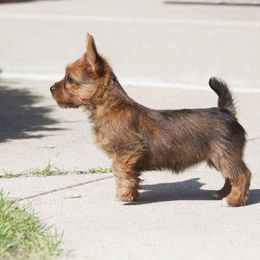 Australian Terrier Puppies from Temora Australian Terriers