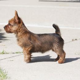 Australian Terrier Puppies from Temora Australian Terriers