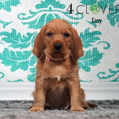 Easy - Red wheaten female Basset Fauve de Bretagne puppy in Carlisle, Pennsylvania from 4 Clovers Kennel