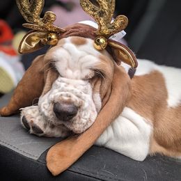 Basset Hound Puppies from Janelle's Basset Hounds