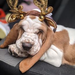 Basset Hound Puppies from Janelle's Basset Hounds
