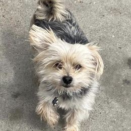 Morkies and Yorkshire Terriers from Impeccable Pups