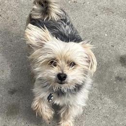 Morkies and Yorkshire Terriers from Impeccable Pups