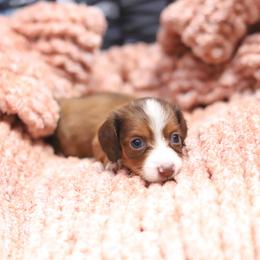 Ruby - Red female Dachshund puppy in Eaton, Ohio from Miniature Alphas Dachshunds