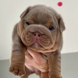 Ziva - Lilac tri-color female Bulldog puppy in Hernando, Mississippi from Blues City Bulldogs