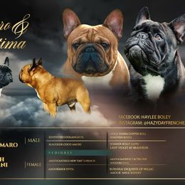 French Bulldog puppies from HazyDayFrenchies