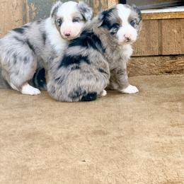 Stetson - Blue merle male Australian Shepherd puppy in Mineral Wells, Texas from A6 Australian Shepards