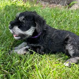 Girl 1 purple collar - Black and silver female Miniature Schnauzer puppy in Woodburn, Kentucky from Southern Kentucky Schnauzers
