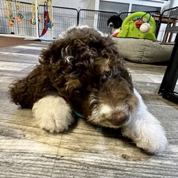 Bernedoodle Puppies from Vidadoodle