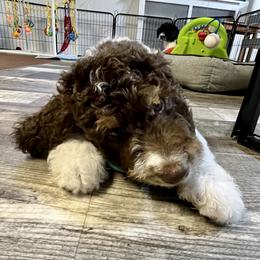 Bernedoodle Puppies from Vidadoodle