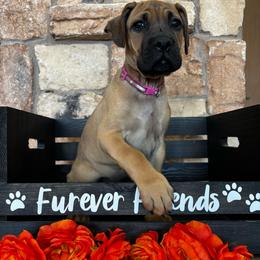 Pink collar - Red female Cane Corso puppy in Tucson, Arizona from Cane Corso Friends