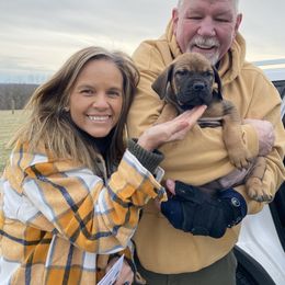 Boerboel Puppies from Heritage Boerboels