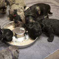 Bergamasco Sheepdog Puppies from Alp Angel Bergamascos
