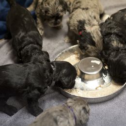 Bergamasco Sheepdog Puppies from Alp Angel Bergamascos