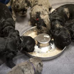Bergamasco Sheepdog Puppies from Alp Angel Bergamascos